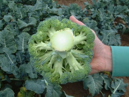 Picture of Calabrese (Broccoli) Parthenon F1